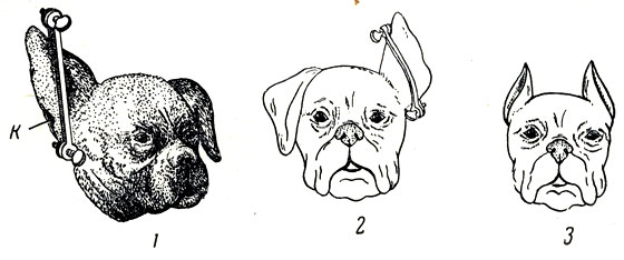 Реферат: Купирование ушных раковин у собак