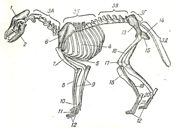 Рис. 2. Скелет собаки: 1 - череп; 2 - нижняя челюсть; 3 - позвоночный столб (3 А - шейный, 3 Б - грудной, 3 В - поясничный, 3 Г - крестцовый, 3 Д - хвостовой отделы); 4 - ребра; 5 - грудная кость; 6 - лопатка; 7 - плечевая кость; 8 - лучевая кость; 9 - локтевая кость; 10 - кости запястья; 11 - кости пясти; 12 - кости пальцев; 13 - подвздошная кость; 14 - седалищная кость; 15 - лонная кость; 16 - бедренная кость; 17 -  коленная чашечка; 18 - большая берцовая кость; 19 - малая берцовая кость; 20 - кости предплюсны; 21 - кости плюсны