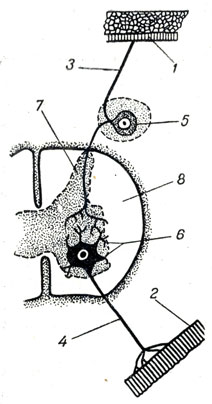 Рис. 22. Схема рефлекторной дуги: 1 - кожа; 2 - скелетная мускулатура; 3 - чувствительный нерв; 4 - двигательный нерв; 5 - нервная клетка чувствительного нейрона; 6 - нервная клетка двигательного нейрона; 7 - серое вещество спинного мозга; 8 - белое вещество спинного мозга