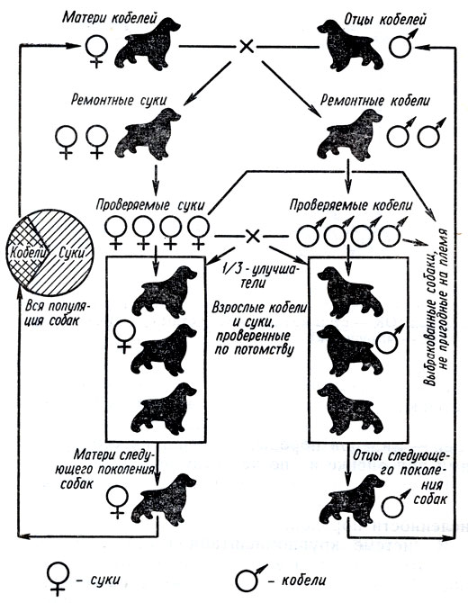 Рис. 2. Примерная схема селекции в больших популяциях собак