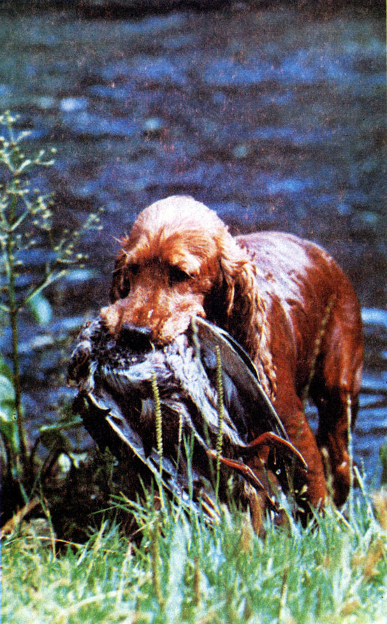охота на болотно- луговую дичь с собакой
