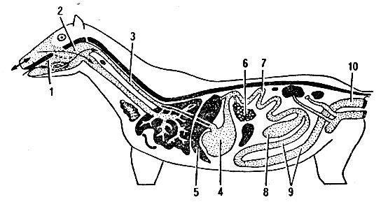 Рис. 9. Схема расположения органов: 1 - ротовая полость; 2 - глотка; 3 - пищевод; 4 - желудок; 5 - печень; 6 - поджелудочная железа; 7 - тонкий отдел кишечника, 8, 9. 10 - толстый отдел кишечника