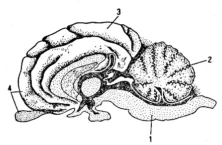 Рис. 11. Головной мозг (в разрезе):1 - продолговатый мозг; 2 - мозжечок; 3 - большие полушария; 4 - конечный мозг