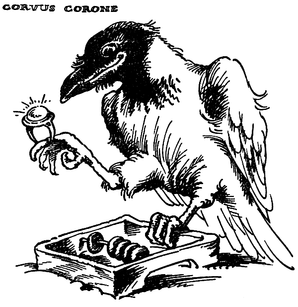 Corvus corone