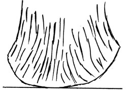 Рис. 24. Лапа должна иметь форму чаши, внутри между пальцами шерсть выстригают ножницами