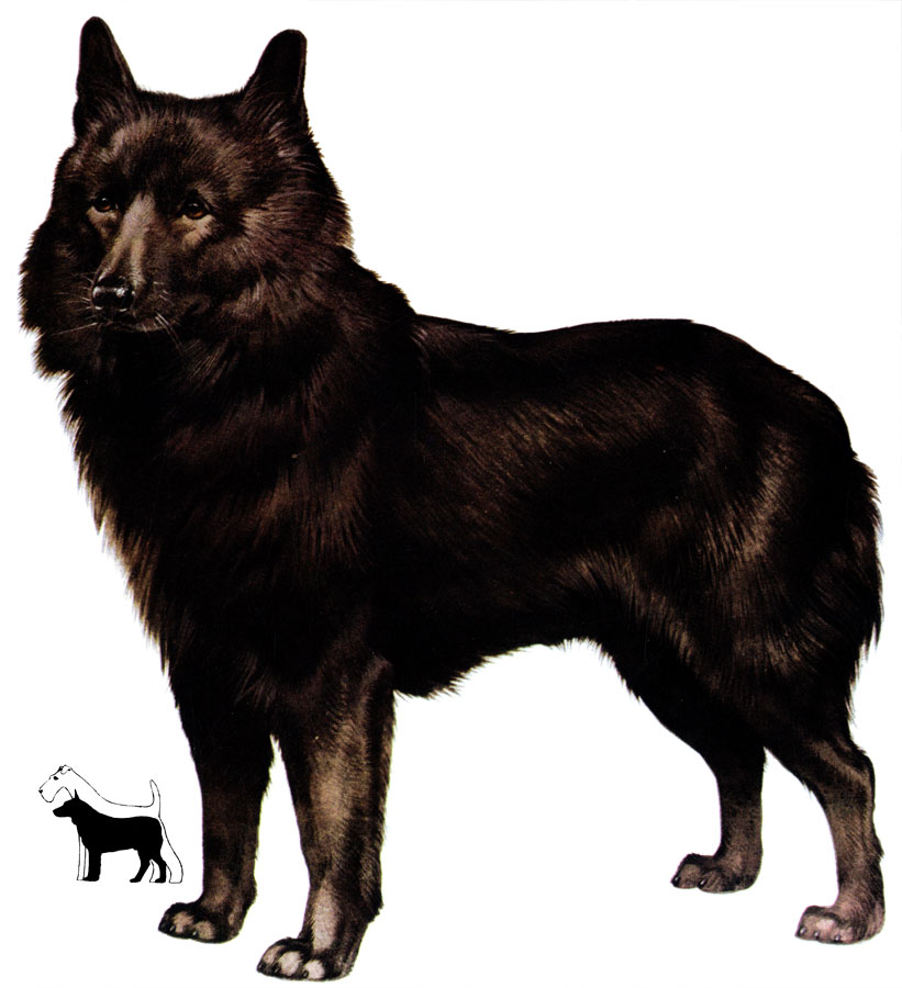  (Schipperke) 83